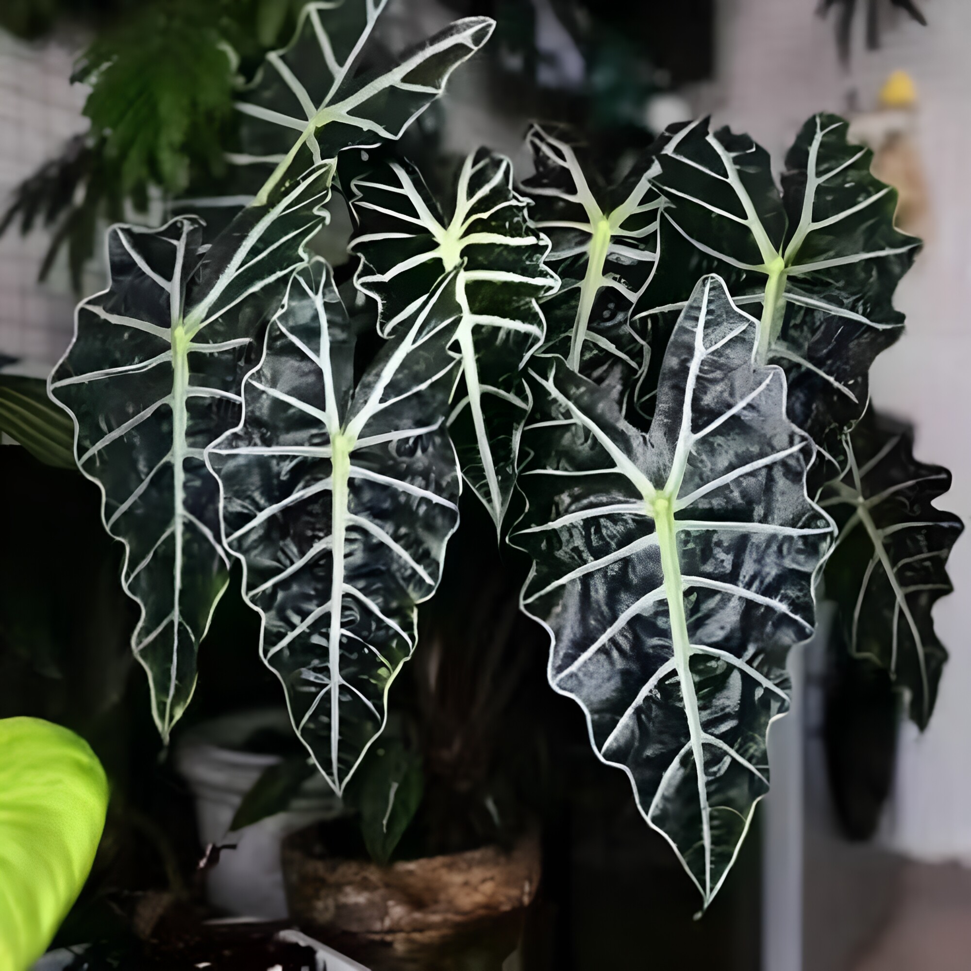 大仙女小仙女海芋竹芋室内盆栽桌面黑叶观音莲非洲面具绿植物网红图片