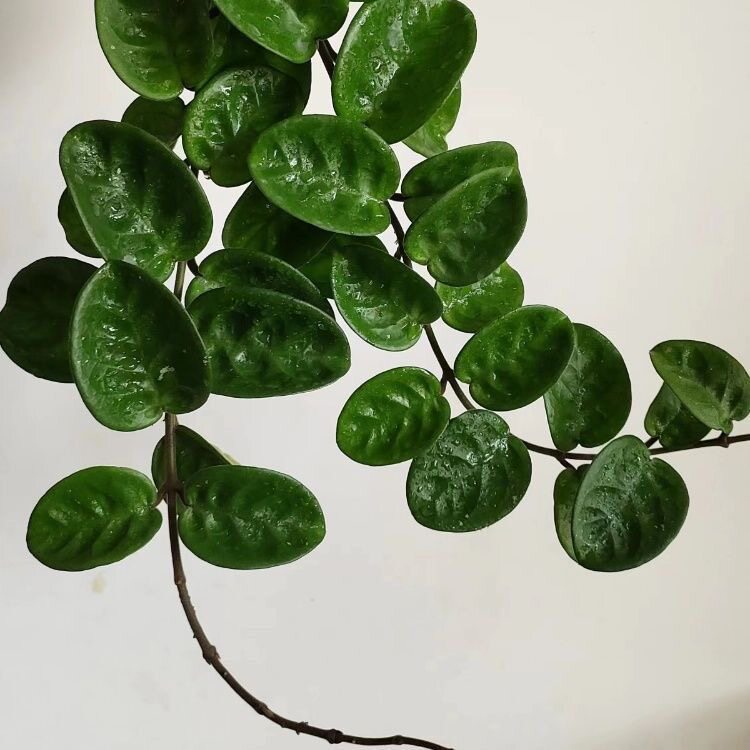 克林顿球兰室内阳台多年生观叶球兰垂吊绿植盆栽好养活植物花卉