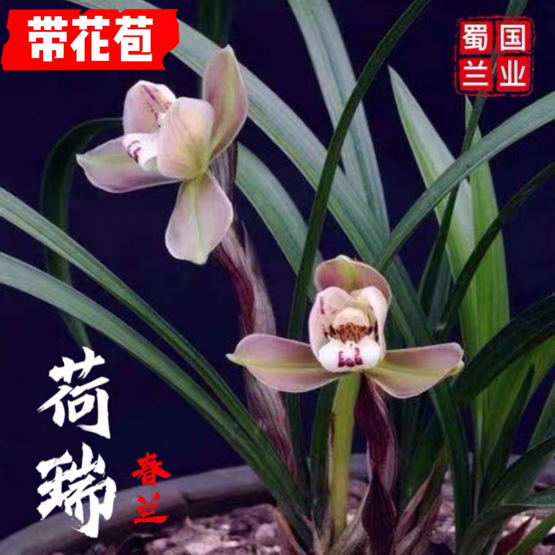 【荷瑞】蜀国兰业名品春兰兰花荷瑞名贵花卉苗带花苞绿植盆栽