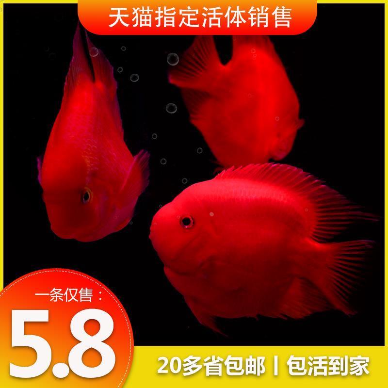 热带观赏鱼起头红鹦鹉鱼红财神发财鱼银龙鱼元宝鹦鹉鱼苗