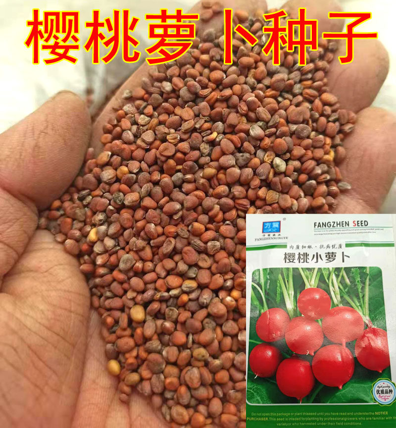 5袋 红樱桃萝卜种子蔬菜种子种籽菜籽 庭院阳台盆栽易种春秋种植,鲜花速递/花卉仿真/绿植园艺,家庭园艺种子,淘宝优惠券,粉丝福利购,淘宝优惠卷