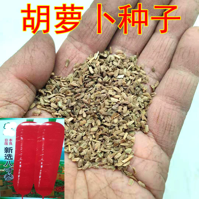 3袋 胡萝卜种子红萝卜种籽蔬菜菜籽 阳台盆栽庭院大田 春秋种植,鲜花速递/花卉仿真/绿植园艺,家庭园艺种子,淘宝优惠券,粉丝福利购,淘宝优惠卷