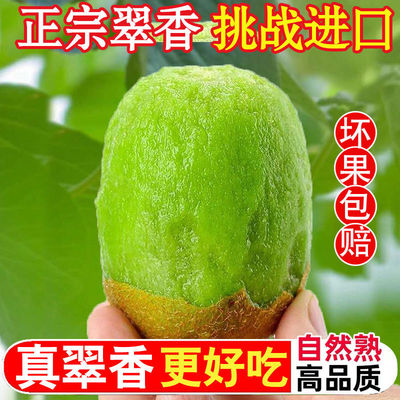 现摘陕西周至翠香猕猴桃绿心5斤