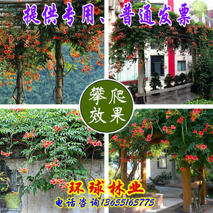 美国凌霄花苗爬藤攀援植物耐寒耐旱庭院阳台带花四季盆栽喇叭花苗