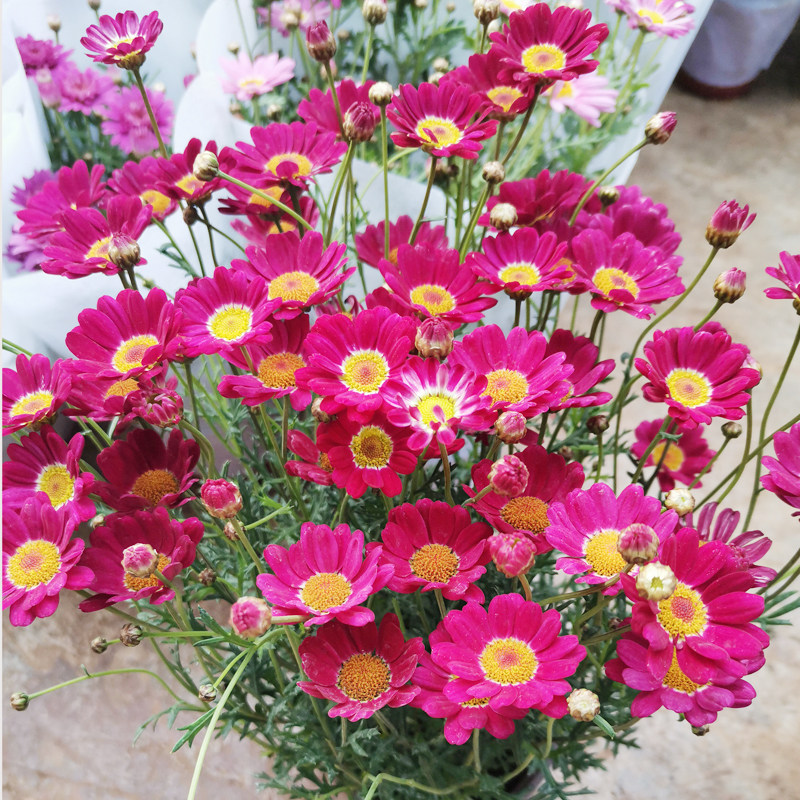 玛格丽特花苗室内阳台窗台庭院开花机器花卉盆栽带花苞菊花花园花