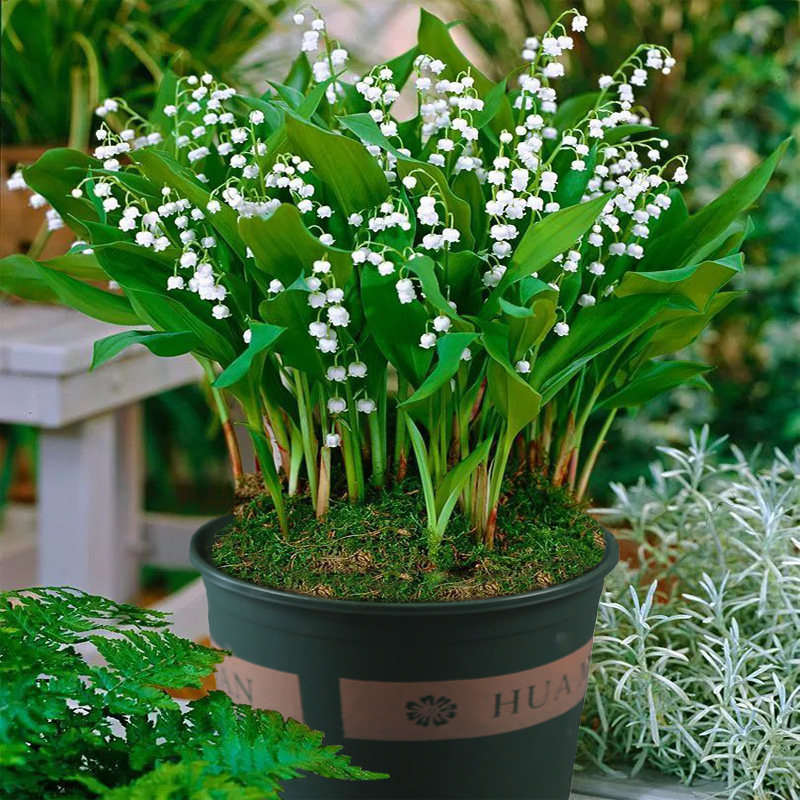 铃兰带芽球根种球花苗