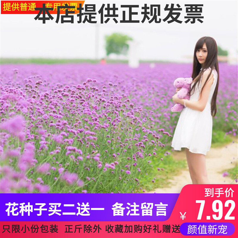 柳叶马鞭草种子多年生宿根草花种子景观绿化花海婚纱摄影观花种子 环球林业企业店 淘优券
