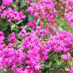 【高雪伦种子】花卉种子美人草矮雪轮草花种子耐寒耐旱 容易栽培