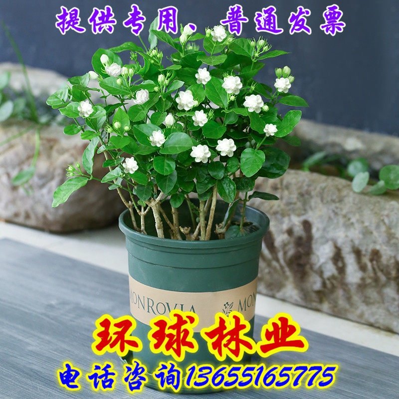 老桩树苗双色好养茉莉花盆栽包邮