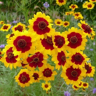 蛇目菊种子四季易种活的阳台盆栽绿植天山雪菊两色金鸡菊花籽花海