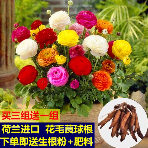 花毛莨种球盆栽室内外易活