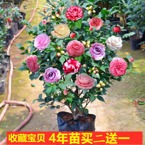 四季山茶花树苗浓香型五色赤丹
