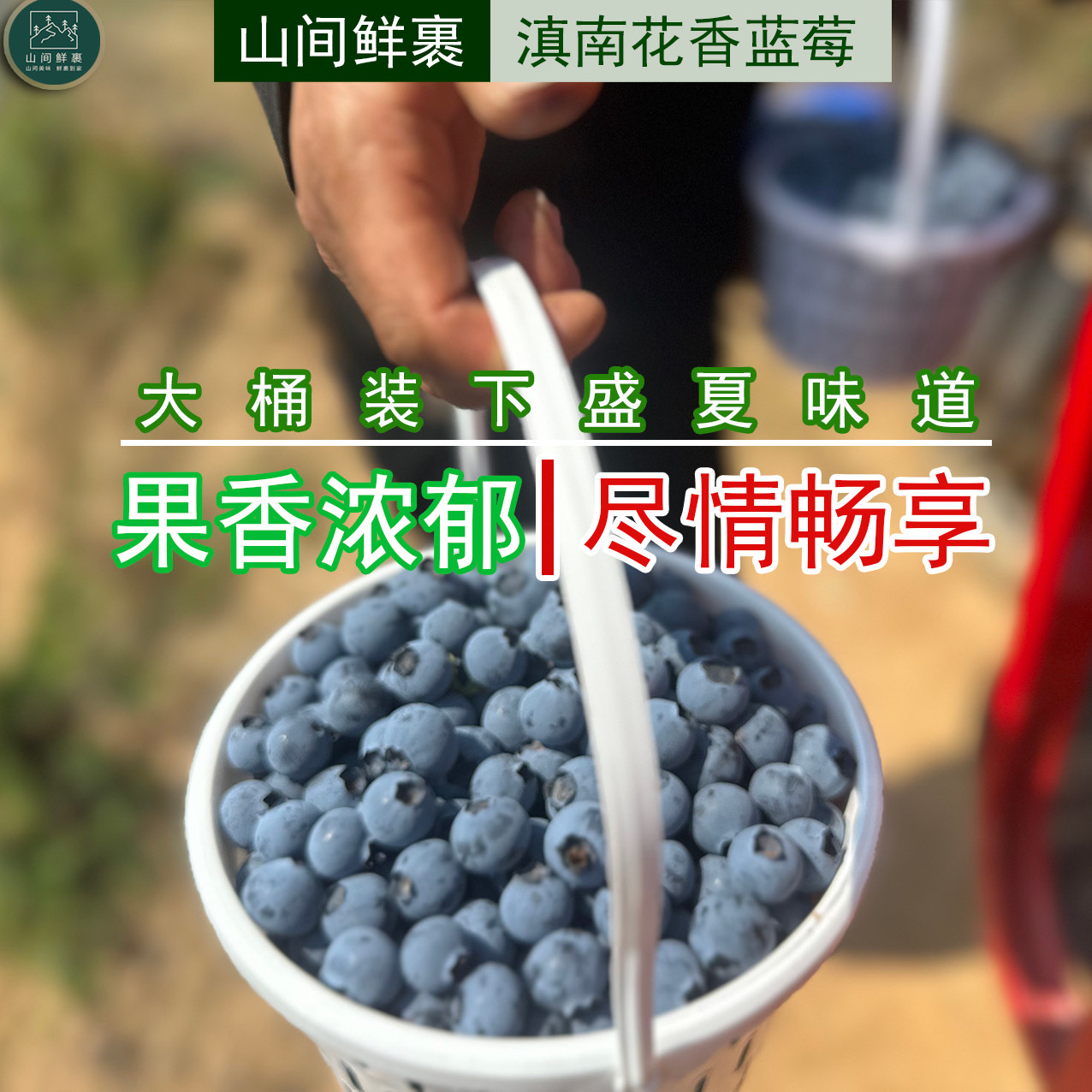 蓝莓，滇南高山鲜摘蓝莓 宝贝的健康零食 大桶批发装