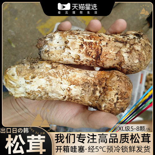 10-13野生松茸新鲜香格里拉云南
