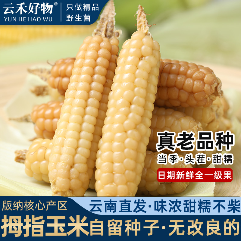 全一级拇指玉米云南版纳老品种