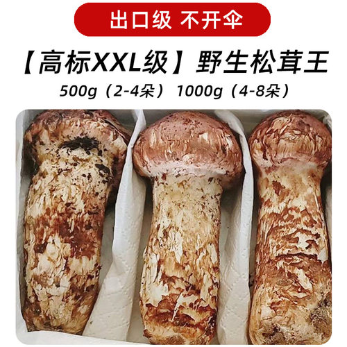 松茸王新鲜野生菌菇松茸