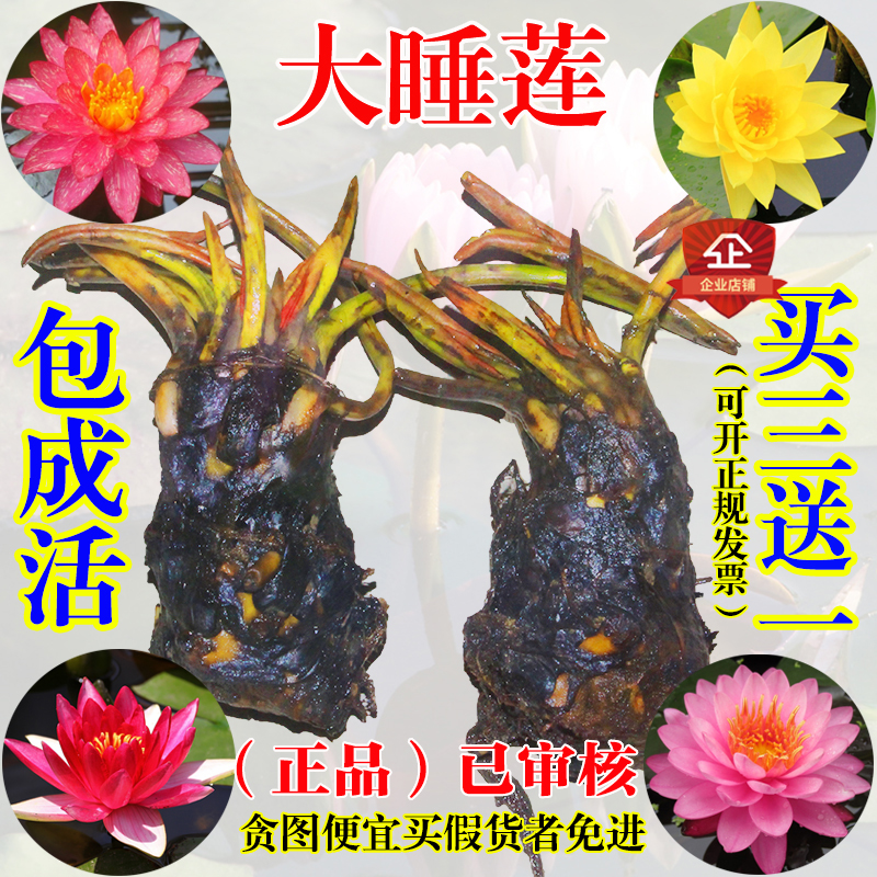 大睡莲根块池塘水池水培植物水生根块四季睡莲花根茎种子苗包成活
