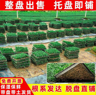 矮麦冬草日本玉龙草盘苗基地直销细叶金边麦冬苗绿化四季常青地被