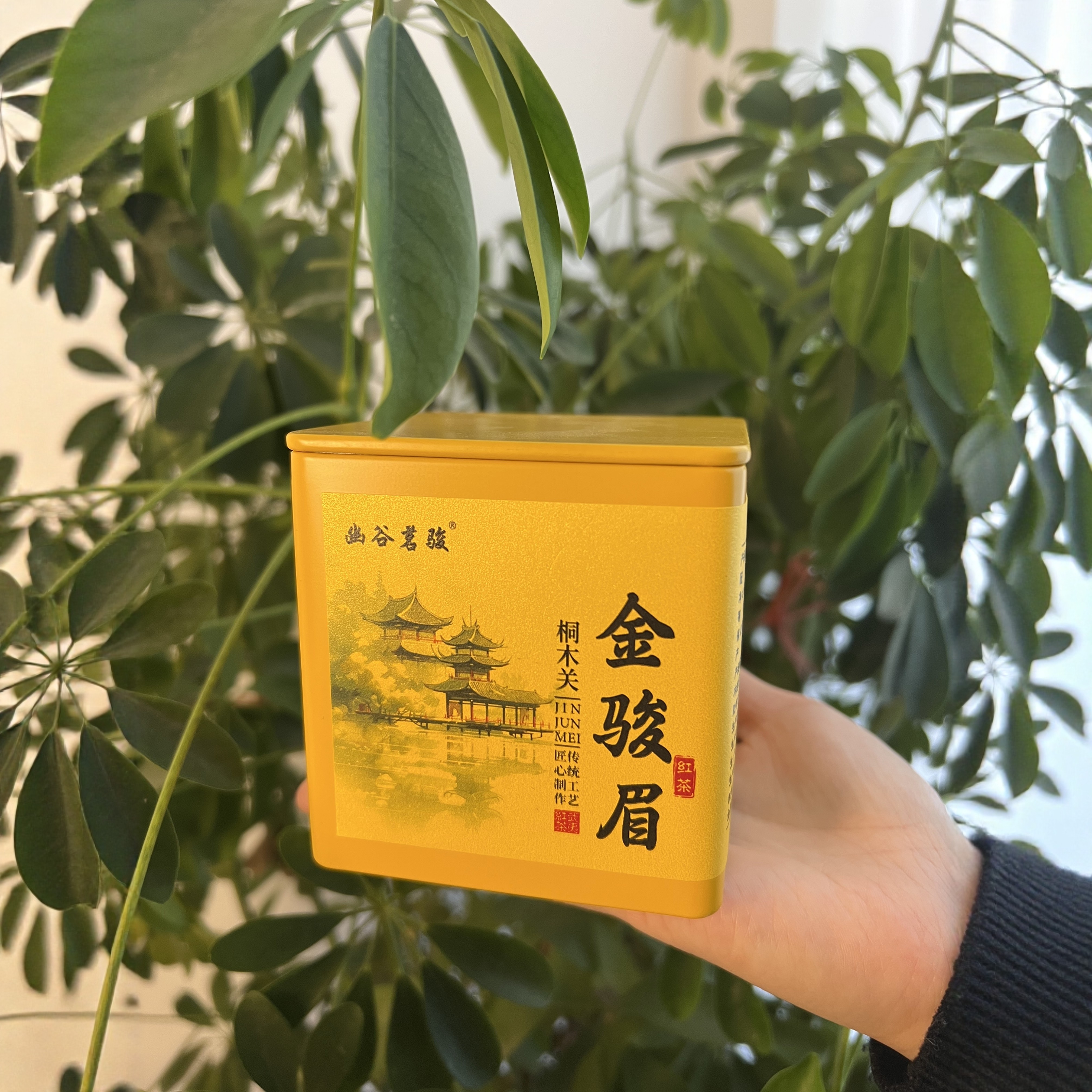 武夷山桐木关·金骏眉一两罐装 - 封面