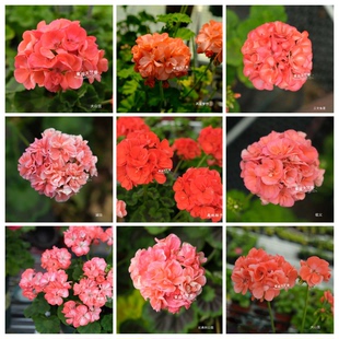 橙色系直立天竺葵花苗大山宫祖父莫莫英格丽德再见梦想三文鱼