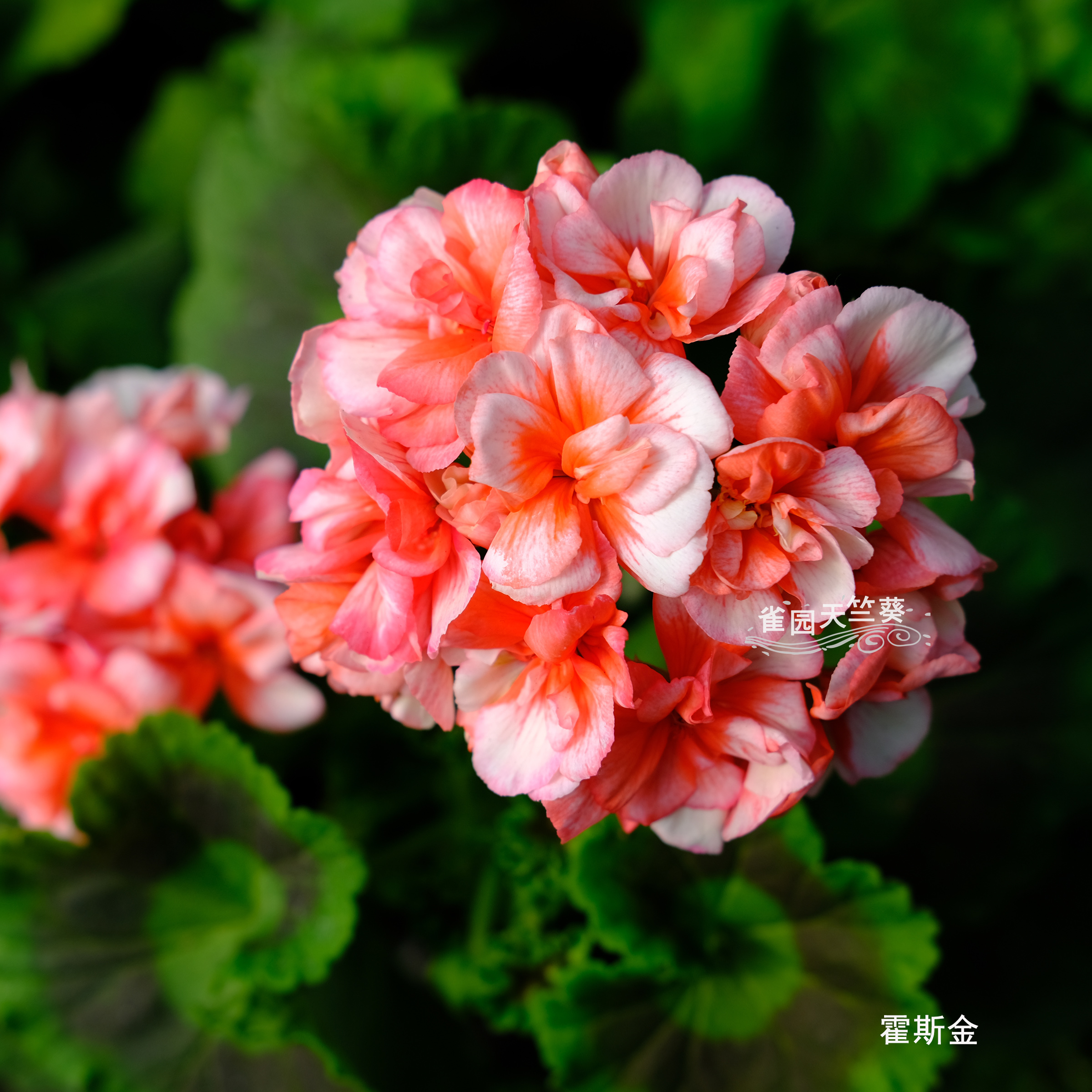 霍斯金 大花球直立天竺葵 花苗 复色重瓣品种 包对版