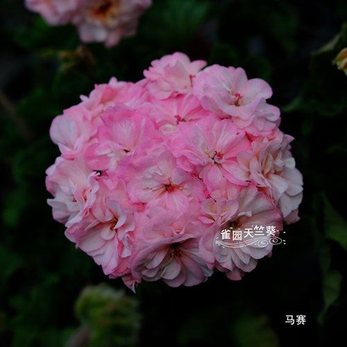 马赛 新品半兽天竺葵花苗大花球品种包对版雀园天竺葵