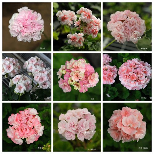 直立天竺葵 大花球重瓣玛贝卡玫瑰天赋棉花糖国王皇后重彩高地