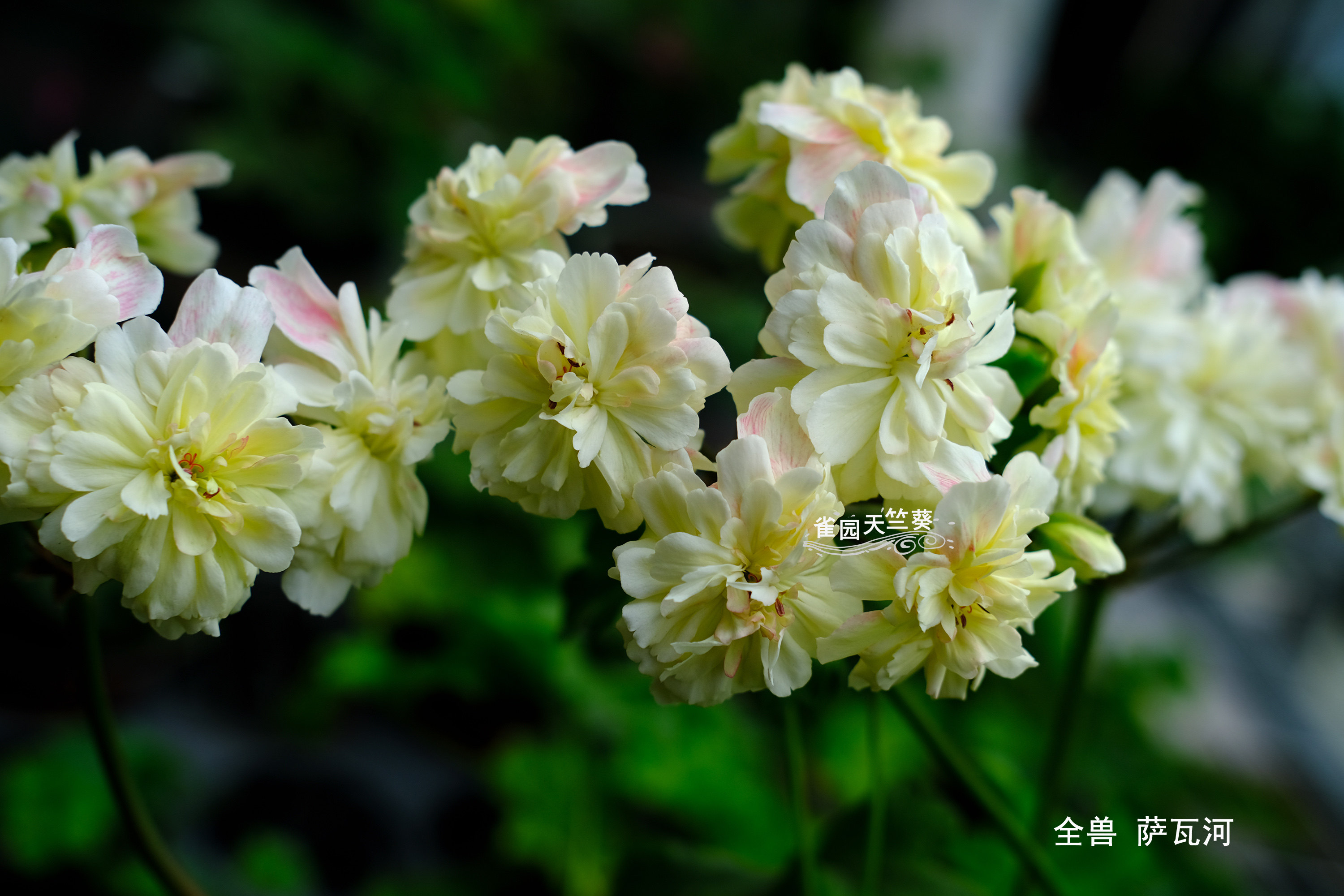 新品兽系天竺葵 萨瓦河 黄色重瓣大花 雀园天竺葵