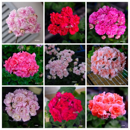 半兽天竺葵 摩洛哥公主情人节玛雅马赛星系加琳娜灵感皇室