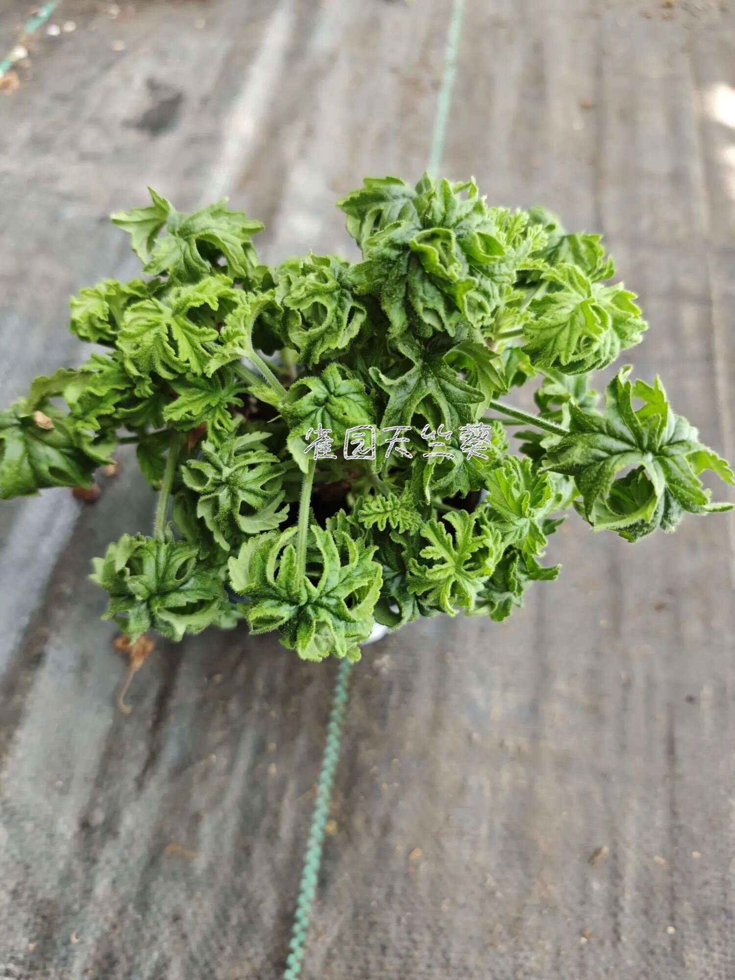 日本柠檬 卷叶柠檬 香草 常绿洋葵 四季开花 雀园天竺葵