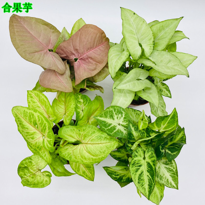 合果芋盆栽室内黄金童子绿精灵红粉佳人白蝴蝶办公桌面吸甲醛绿植