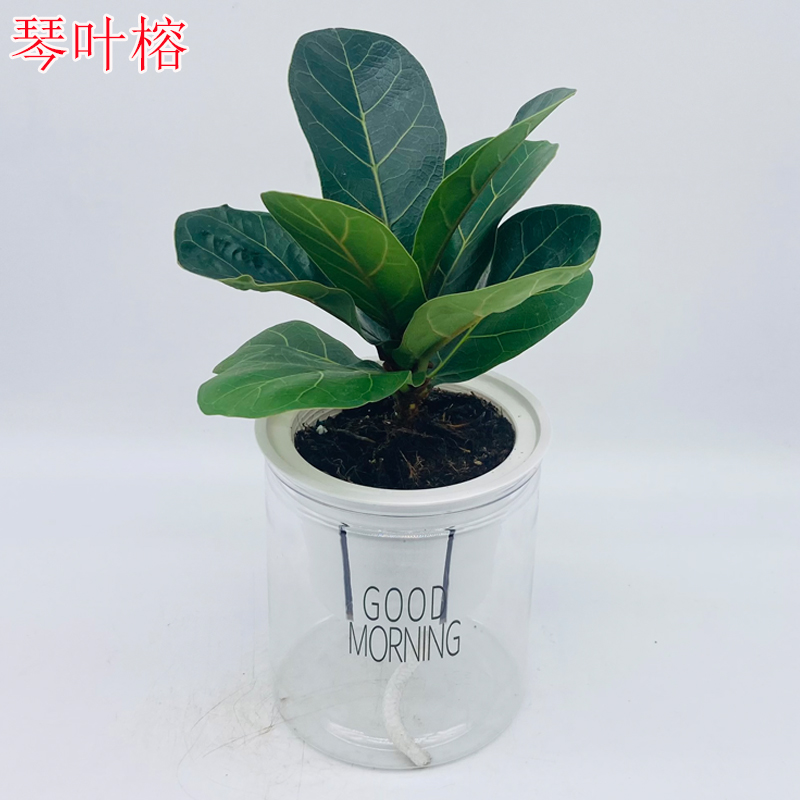 琴叶榕盆栽室内办公桌面水培植物