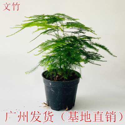 文竹盆栽室内外绿植净化空气盆景