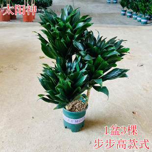 水培植物太阳神盆栽室内客厅办公室绿植吸某醛净化空气四季 常青花