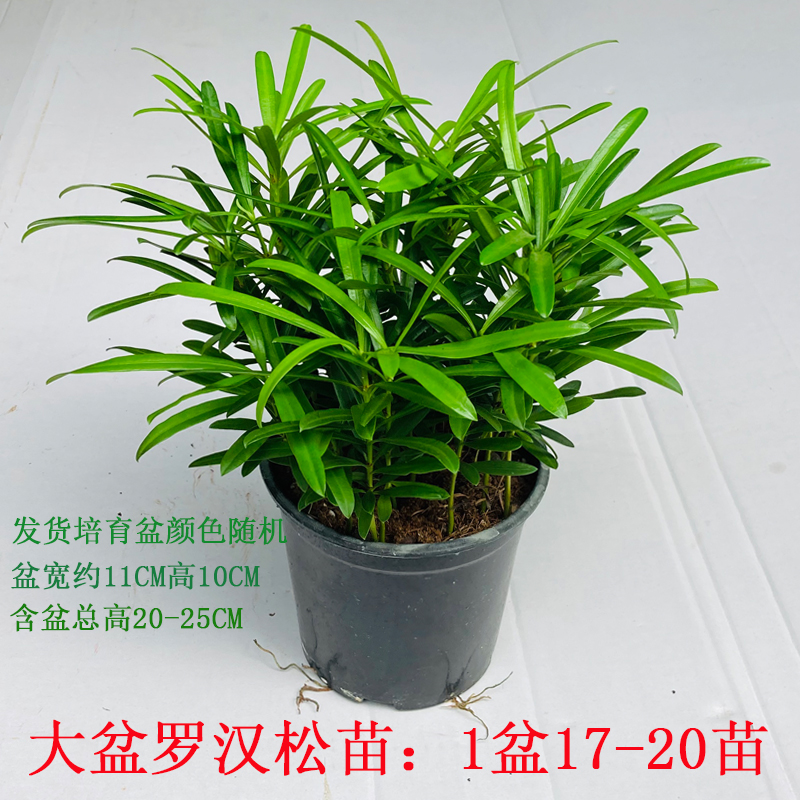 罗汉松盆栽室内阳台窗台吸甲醛