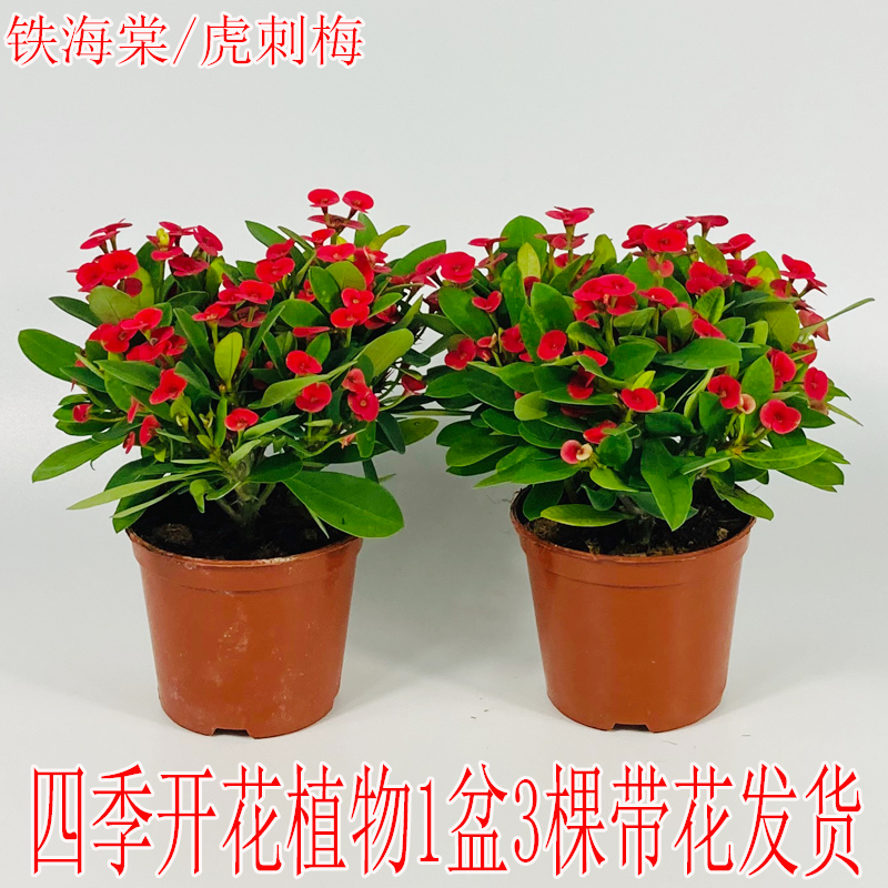 铁海棠阳台开花植物四季开花