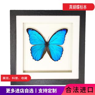 蝶语 大蓝闪蝶 光明女神蝴蝶标本真昆虫带框家居装饰节日礼物定制