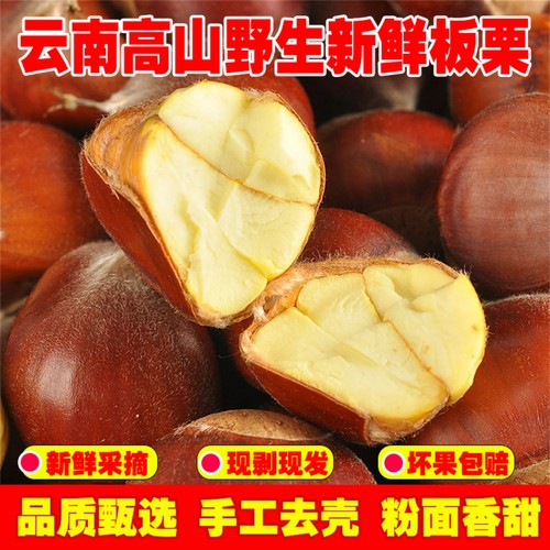 老树野生板栗去刺生毛栗子