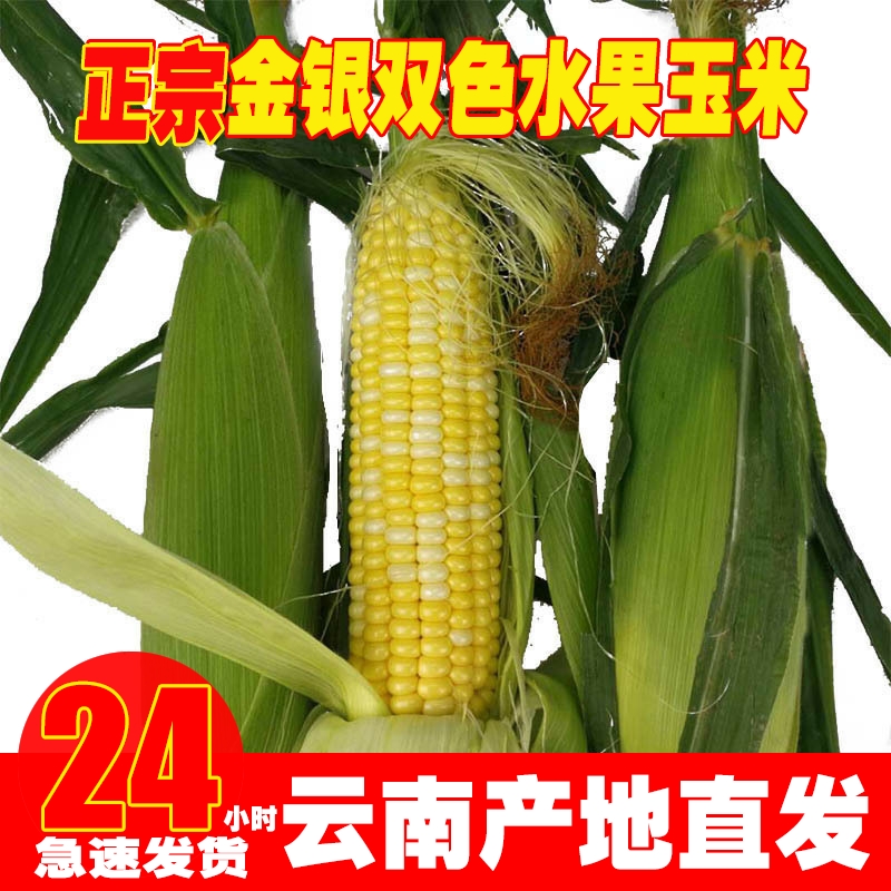 云南正宗新鲜金银水果双色玉米生吃甜脆棒苞谷米现摘糯包邮蔬菜10