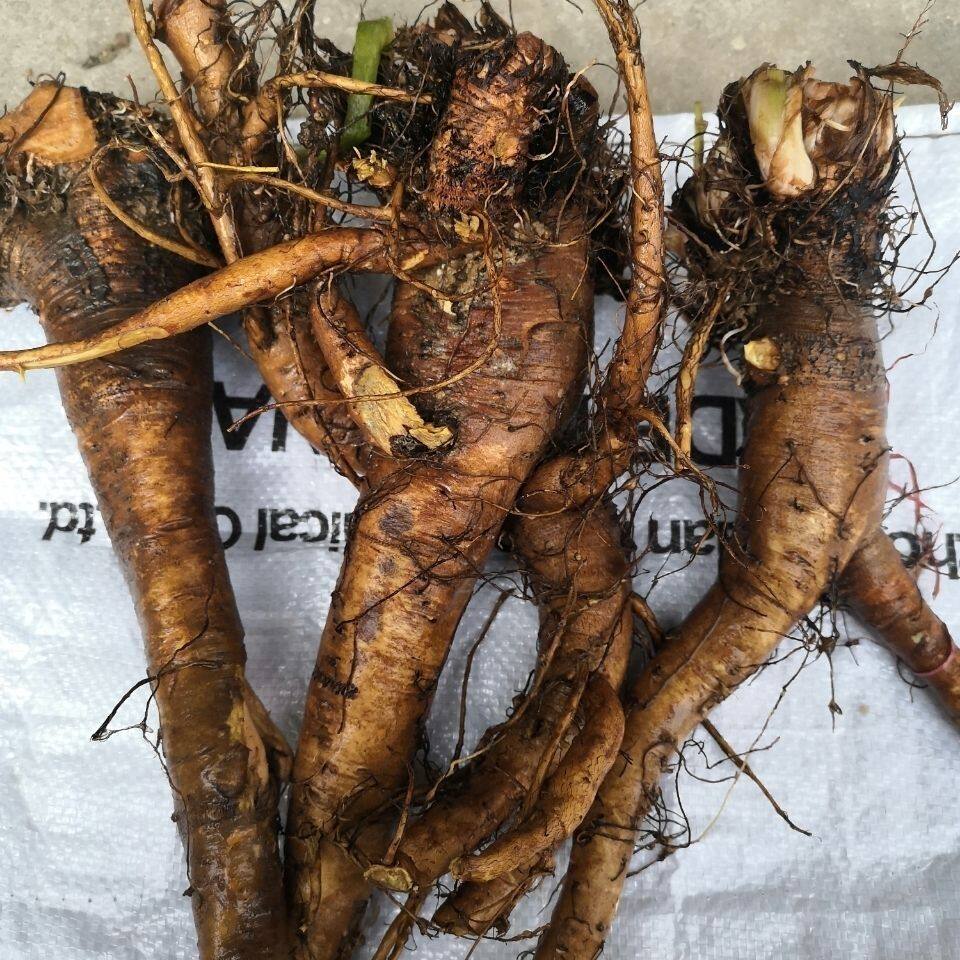 土大黄牛耳大黄新鲜野菠菜羊蹄根血三七牛西西纯天然可食用