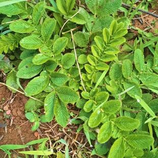 野生新鲜 翻白草种子种苗鸡腿根鸡拔腿翻白萎陵菜/鸡爪参翻白草苗