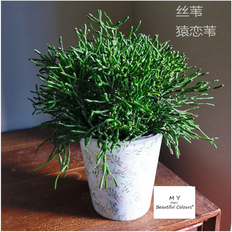 猿恋苇丝苇槲寄生仙人掌阳台多肉植物北欧风室内好养花卉茗阳园艺