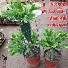 双层仙人掌盆栽四季当年嫁接蟹爪兰1