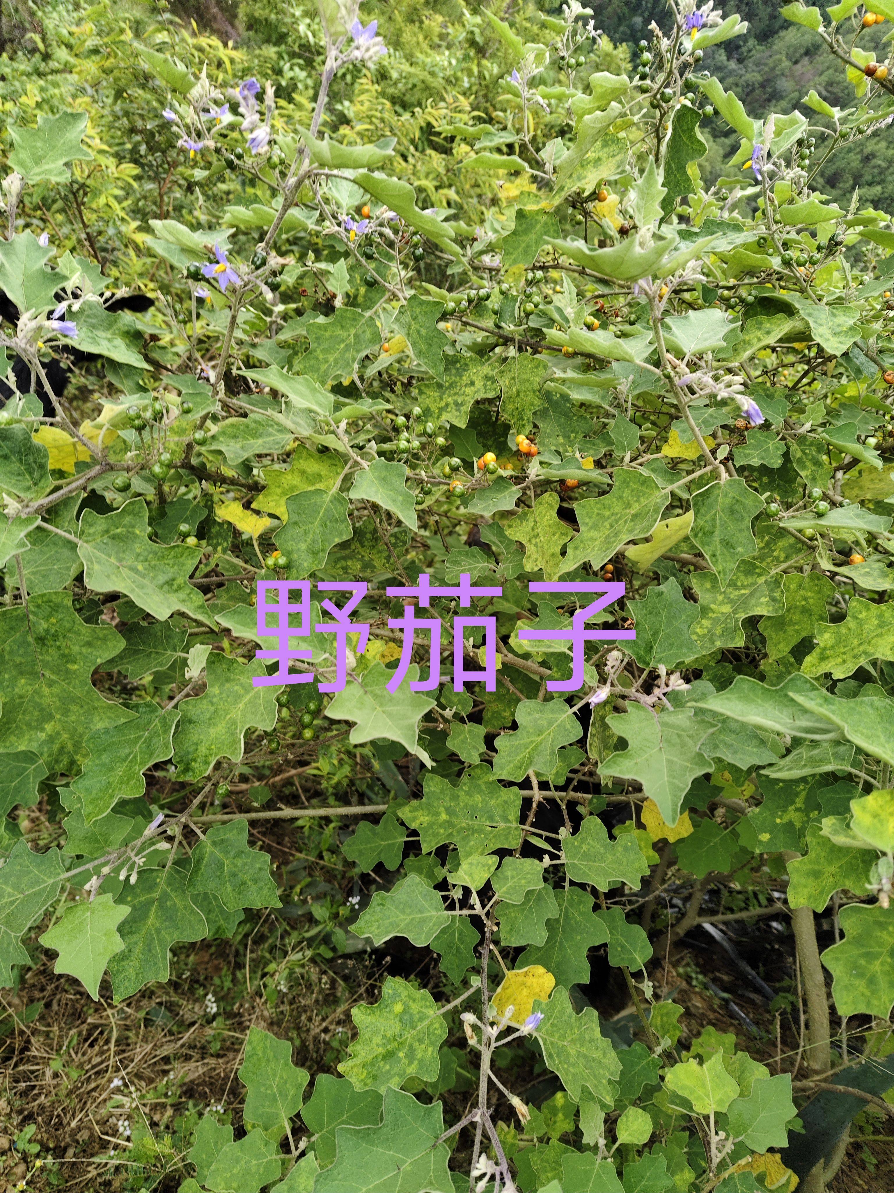 紫花野茄子小红茄刺茄黄果纽扣刺天茄颠茄红果新鲜现采