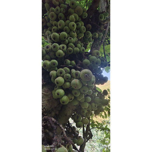 大果榕生鲜果云南超大生鲜药用无花果巨拟叶螽冠脉螽斯专吃食物