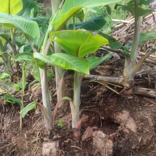 小米芭蕉苗绿天扇仙庭院观赏风景绿化观赏南方纯天然无公害芭蕉果