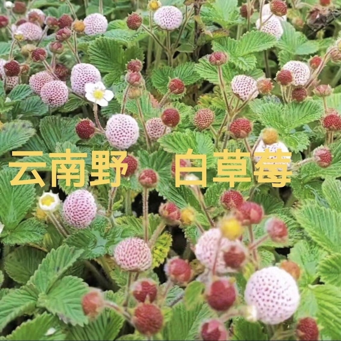 云南中药材野草莓白米野草莓苗莓桌面绿植