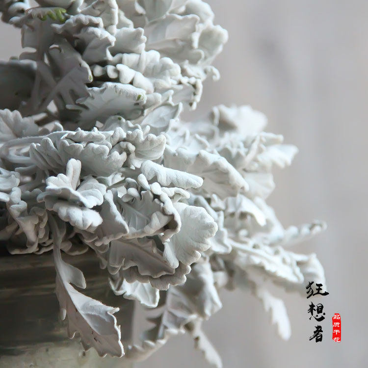 狂想者银叶菊森系特白自然干花束真花家居装饰插花材