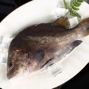 包公鱼--顺丰发货/保鲜不保活