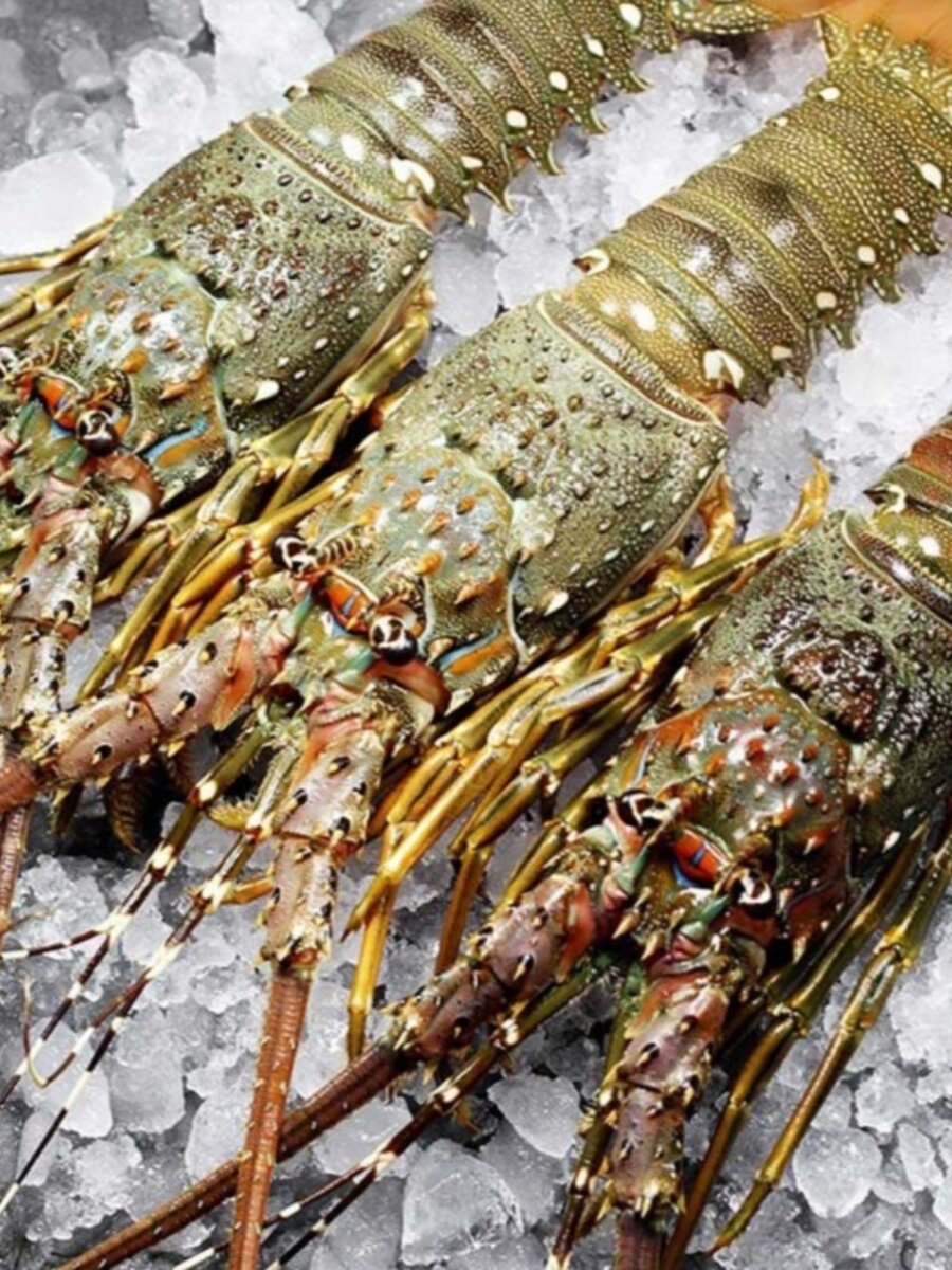 小青龙鲜活速冻鲜嫩大龙虾鲜冻海鲜水产8-9两顺丰